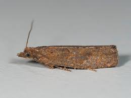 Attēlu rezultāti vaicājumam “Epinotia sordidana”