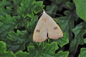 Attēlu rezultāti vaicājumam “Rivula sericealis”