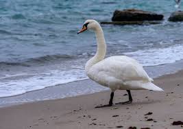 Attēlu rezultāti vaicājumam “Cygnus olor adult”