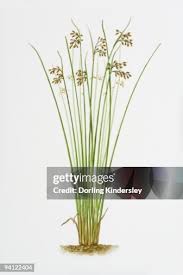 Attēlu rezultāti vaicājumam “Schoenoplectus lacustris subsp. lacustris”