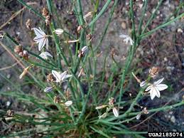 Image result for Asphodelus fistulosus