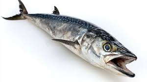 Image result for Scomberomorus cavalla