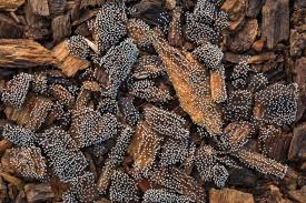 Attēlu rezultāti vaicājumam “Physarum globuliferum”