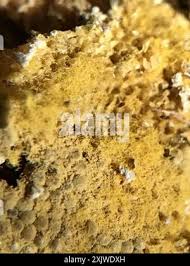 Attēlu rezultāti vaicājumam “Oligonema favogineum”