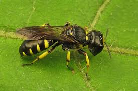 Attēlu rezultāti vaicājumam “Crabronidae”