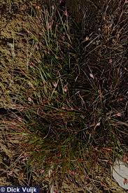 Attēlu rezultāti vaicājumam “Juncus bulbosus”