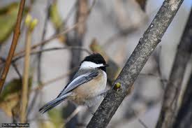 Image result for Poecile montana