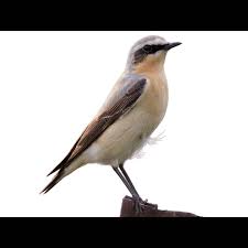 Attēlu rezultāti vaicājumam “Oenanthe oenanthe female”