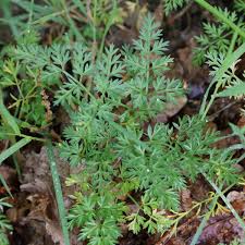 Attēlu rezultāti vaicājumam “Selinum carvifolia fruit”