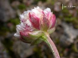 Attēlu rezultāti vaicājumam “Armeria vulgaris bud”