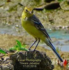 Attēlu rezultāti vaicājumam “Motacilla citreola male”