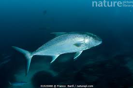 Image result for Seriola rivoliana