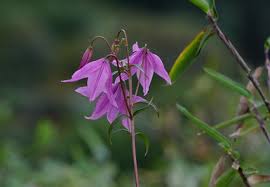 Attēlu rezultāti vaicājumam “Liliaceae”