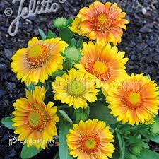 Image result for Gaillardia