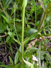 Attēlu rezultāti vaicājumam “Veronica scutellata leaf”