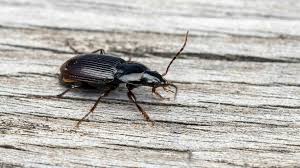 Attēlu rezultāti vaicājumam “Pterostichus oblongopunctatus”