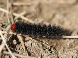 Attēlu rezultāti vaicājumam “Melitaea cinxia underside”