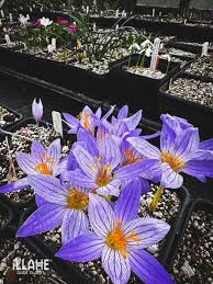 Attēlu rezultāti vaicājumam “Crocus speciosus”
