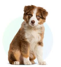 Afbeeldingsresultaat voor honden