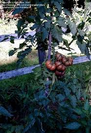 Afbeeldingsresultaat voor purple calabash tomato