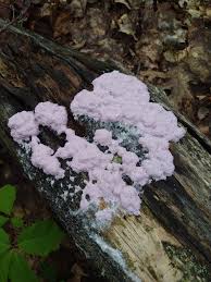 Attēlu rezultāti vaicājumam “Fuligo licentii spores”