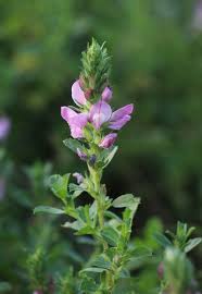 Attēlu rezultāti vaicājumam “Ononis arvensis flower”