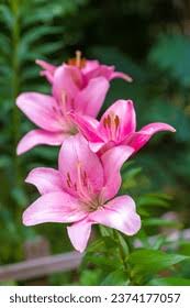 Attēlu rezultāti vaicājumam “Liliaceae”