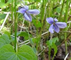 Attēlu rezultāti vaicājumam “Viola epipsila”