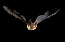 Attēlu rezultāti vaicājumam “Plecotus auritus”