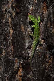 Attēlu rezultāti vaicājumam “Lacerta agilis male”