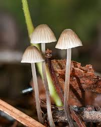 Attēlu rezultāti vaicājumam “Mycena”