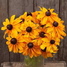 Image result for Rudbeckia