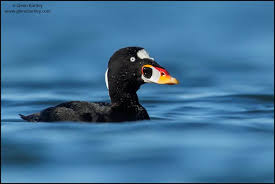 Image result for Melanitta perspicillata