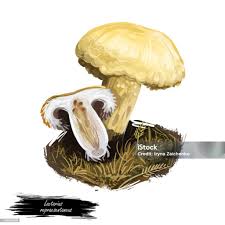 Attēlu rezultāti vaicājumam “Lactarius repraesentaneus”