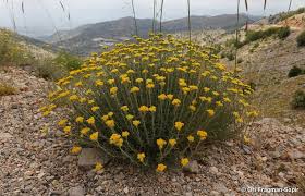 Attēlu rezultāti vaicājumam “Achillea salicifolia”