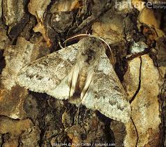 Attēlu rezultāti vaicājumam “Calliteara pudibunda”