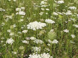 Attēlu rezultāti vaicājumam “Daucus carota subsp. carota fruit”