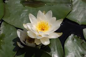 Attēlu rezultāti vaicājumam “Nymphaea candida leaf”