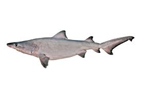 Image result for Odontaspis ferox