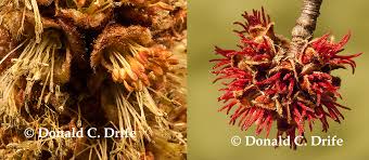 Attēlu rezultāti vaicājumam “Acer saccharinum flower”