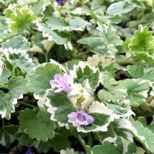 Image result for Glechoma hederacea