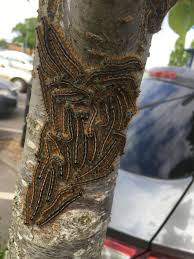 Attēlu rezultāti vaicājumam “Malacosoma neustria larva”