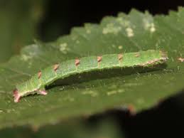 Attēlu rezultāti vaicājumam “Mesoleuca albicillata”