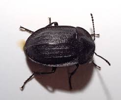 Attēlu rezultāti vaicājumam “Phosphuga atrata”