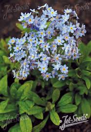 Attēlu rezultāti vaicājumam “Myosotis sylvatica”