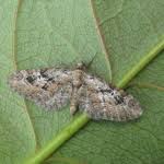 Attēlu rezultāti vaicājumam “Eupithecia pusillata”