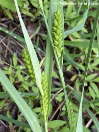 Attēlu rezultāti vaicājumam “Carex globularis”
