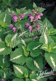 Attēlu rezultāti vaicājumam “Lamium maculatum”