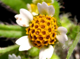 Attēlu rezultāti vaicājumam “Galinsoga quadriradiata”