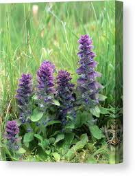 Attēlu rezultāti vaicājumam “Ajuga pyramidalis leaf”